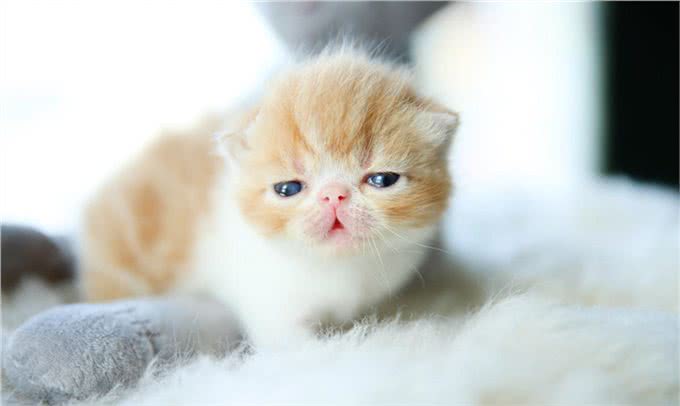 长假宅家，给孩子养什么小动物省心省力?推荐这几种，优缺点分析