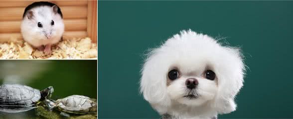 长假宅家,给孩子养什么小动物省心省力?推荐这几种,优缺点分析