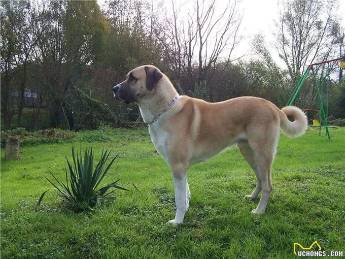 身高近1米!这些大型犬都是天花板级的存在（上）