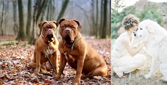 身高近1米!这些大型犬都是天花板级的存在（上）