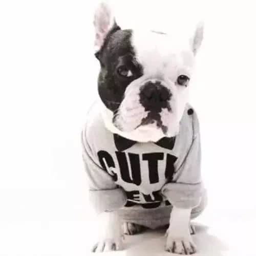 别让斗牛犬的皮屑，陪你过夜~