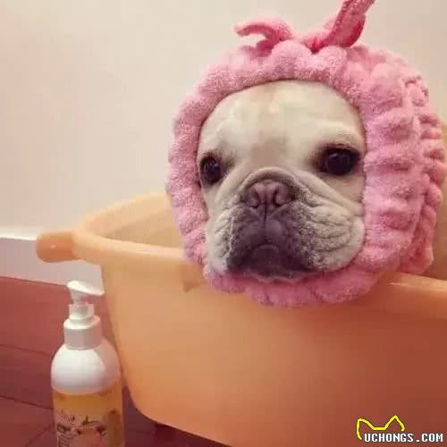 别让斗牛犬的皮屑，陪你过夜~