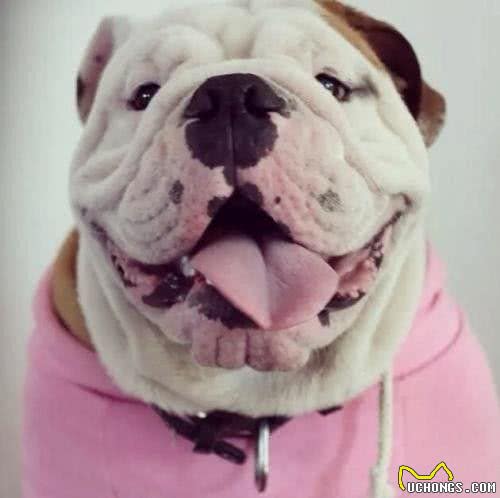 别让斗牛犬的皮屑，陪你过夜~