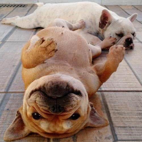 别让斗牛犬的皮屑，陪你过夜~