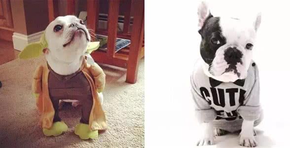 别让斗牛犬的皮屑，陪你过夜~