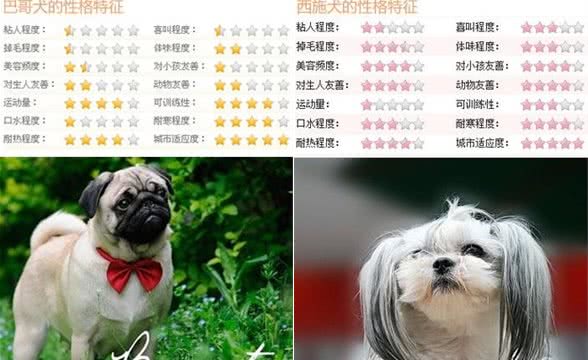 隐藏的贵族细数身边五大中华名犬