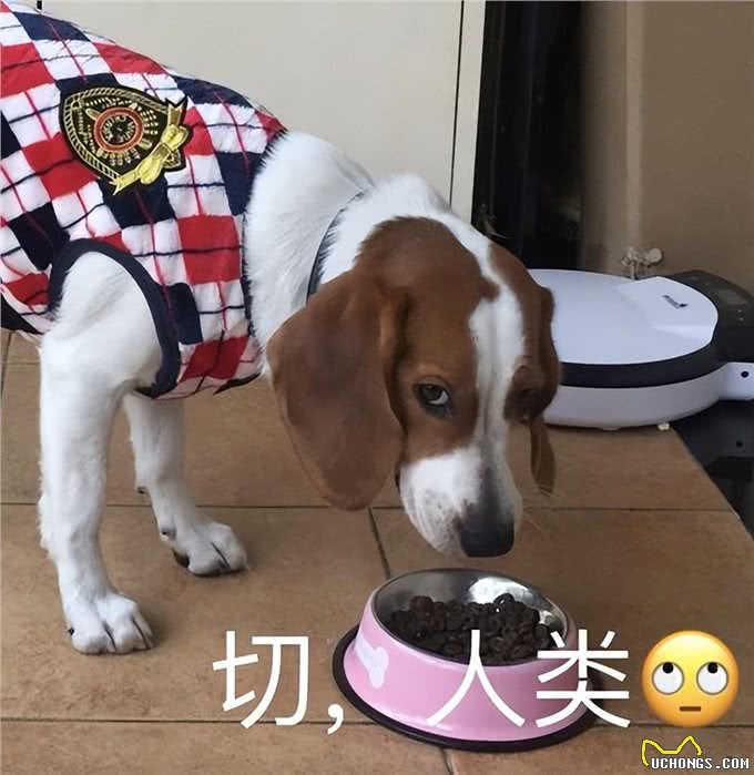 犬界很难养的5种狗，带回家前要想清楚