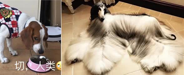 犬界很难养的5种狗，带回家前要想清楚