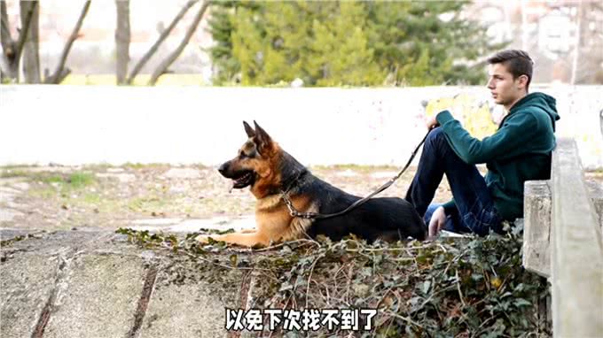 最不咬人的几种狗狗，你养过吗?—冷知识