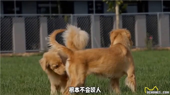 最不咬人的几种狗狗，你养过吗?—冷知识