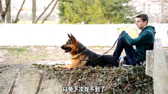 最不咬人的几种狗狗，你养过吗?—冷知识