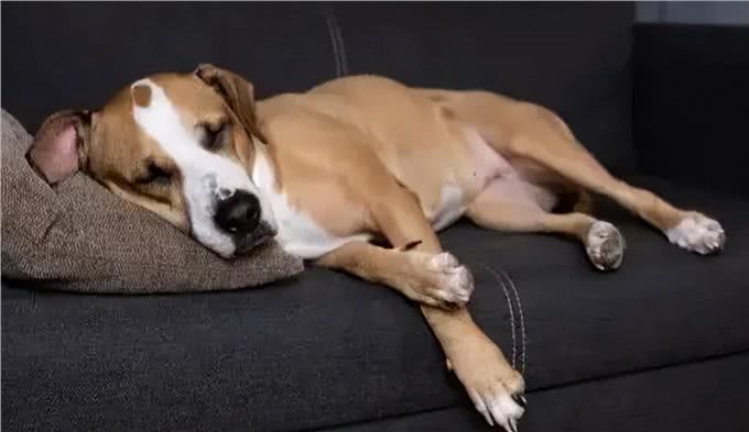 狗肚子像有水一样咕咕响是消化问题?也有可能是腹水