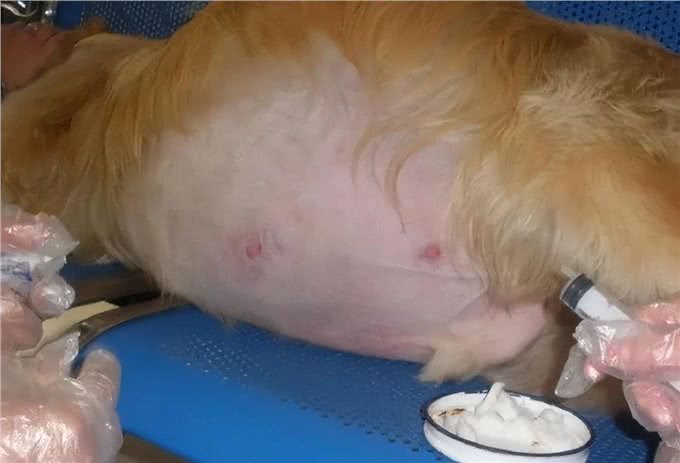 狗肚子像有水一样咕咕响是消化问题?也有可能是腹水