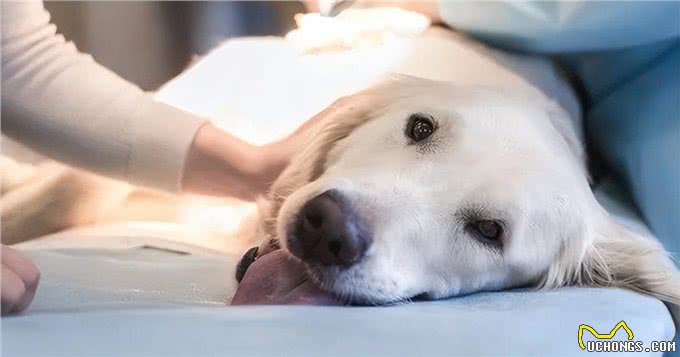 狗肚子像有水一样咕咕响是消化问题?也有可能是腹水