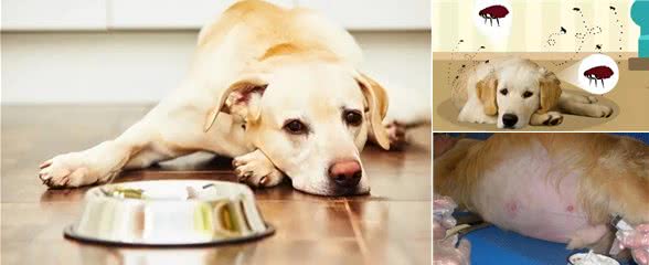 狗肚子像有水一样咕咕响是消化问题?也有可能是腹水