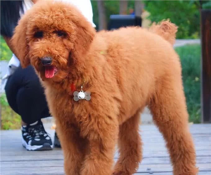 巨型贵宾犬褪色怎么回事?有这几个原因!