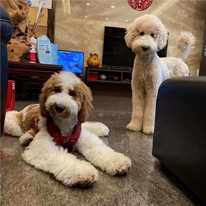 巨型贵宾犬褪色怎么回事?有这几个原因!