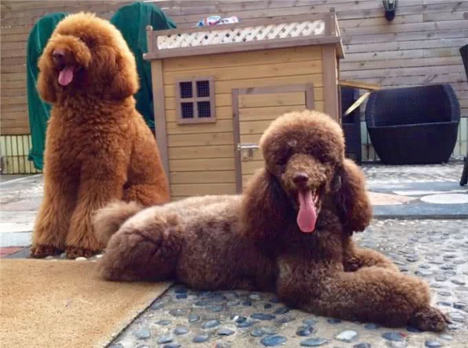 巨型贵宾犬褪色怎么回事?有这几个原因!