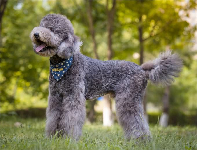 巨型贵宾犬褪色怎么回事?有这几个原因!