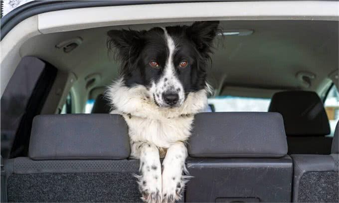 宠物外出怕坐车?5招搞定