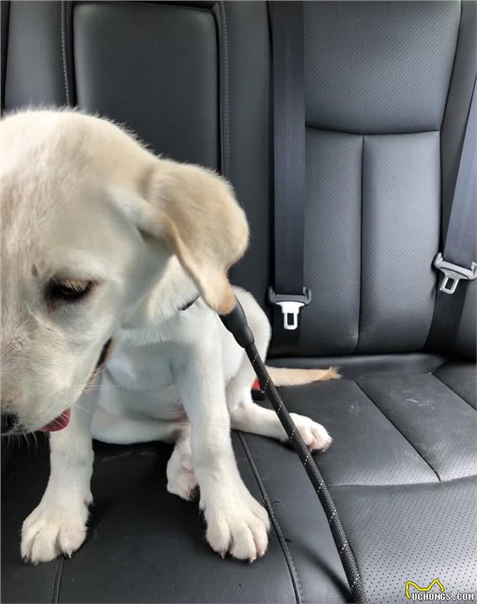 宠物外出怕坐车?5招搞定
