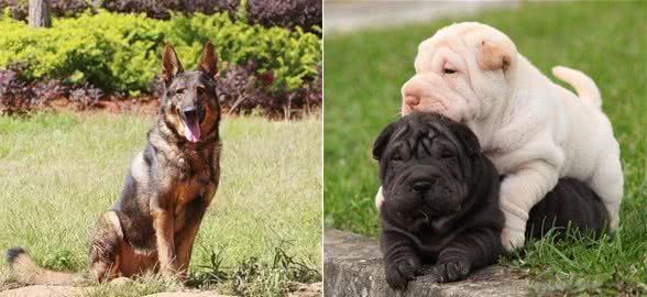 中华本土十大名犬