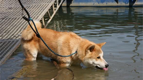 给狗狗喝的水,要注意这几点
