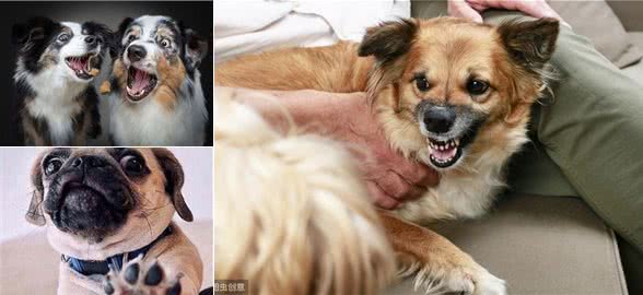 狗狗咬人不单单只是恶意，还有这5种原因，遇到快走开