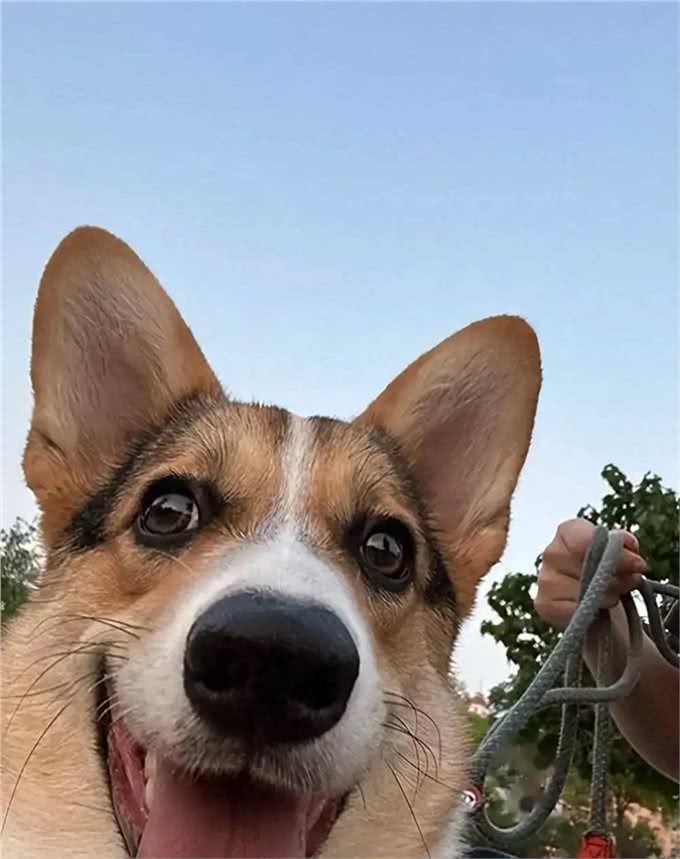 和狗狗一起睡觉:你未曾料想的那些事!