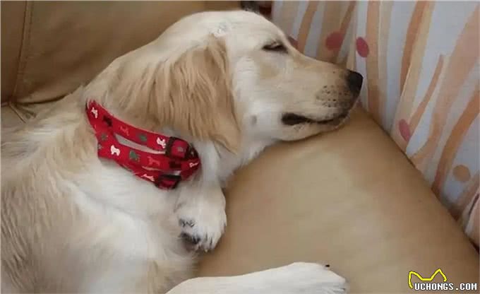和狗狗一起睡觉:你未曾料想的那些事!