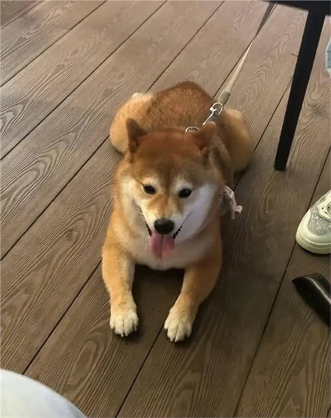 和狗狗一起睡觉:你未曾料想的那些事!