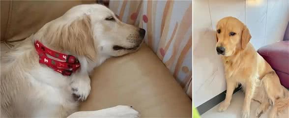 和狗狗一起睡觉:你未曾料想的那些事!