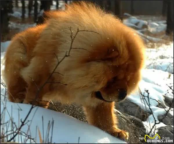 恶灵的敌人—松狮