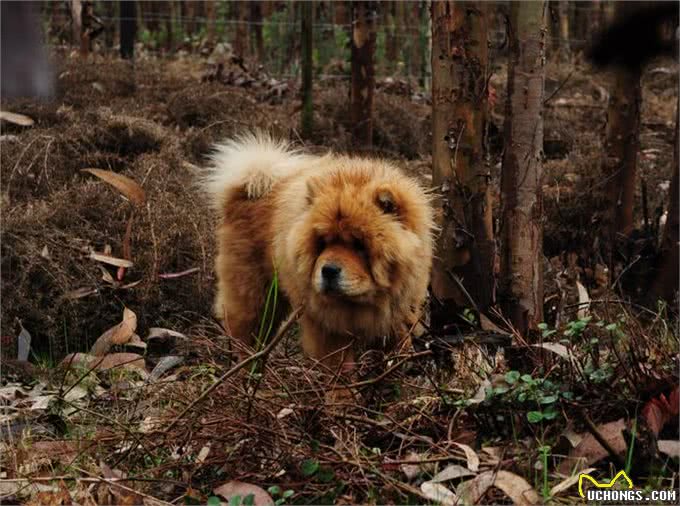 恶灵的敌人—松狮