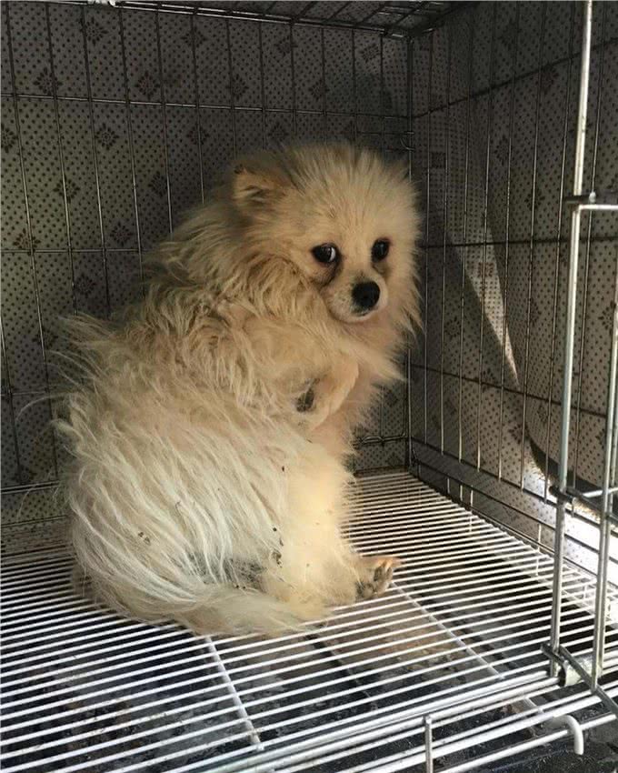 狗一生被关在狭小笼中,被救出第一次踩到地面,狗开心极了