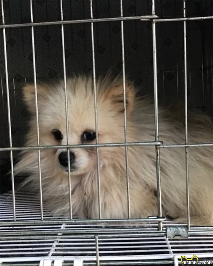 狗一生被关在狭小笼中,被救出第一次踩到地面,狗开心极了