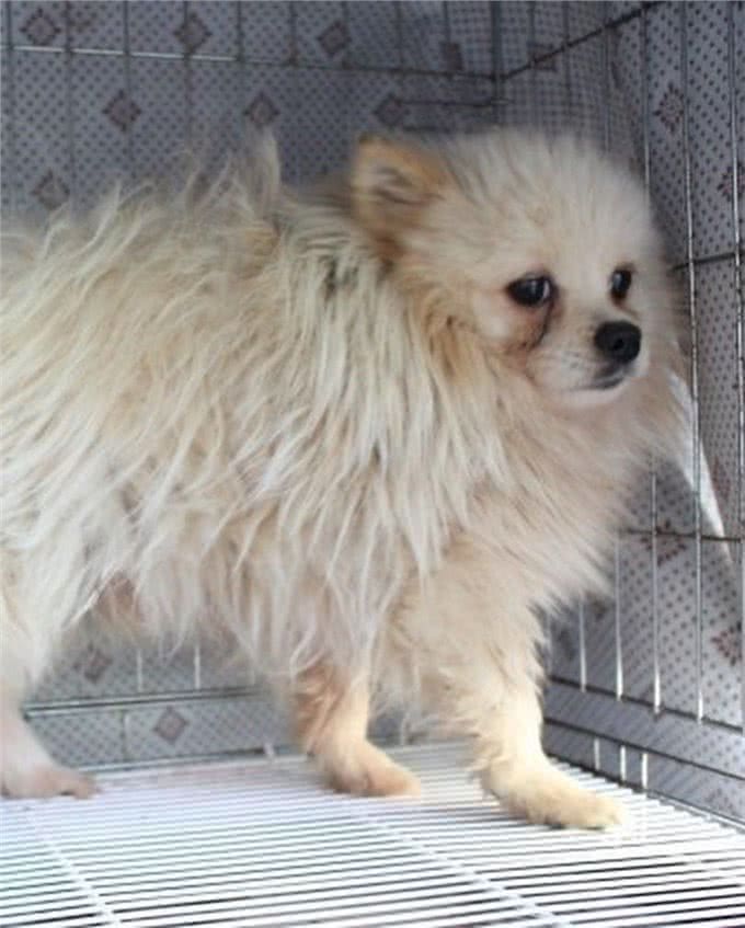 狗一生被关在狭小笼中,被救出第一次踩到地面,狗开心极了