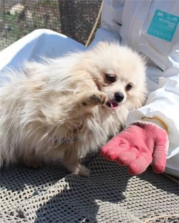 狗一生被关在狭小笼中,被救出第一次踩到地面,狗开心极了