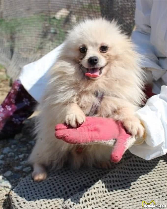 狗一生被关在狭小笼中,被救出第一次踩到地面,狗开心极了