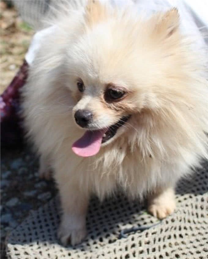 狗一生被关在狭小笼中,被救出第一次踩到地面,狗开心极了