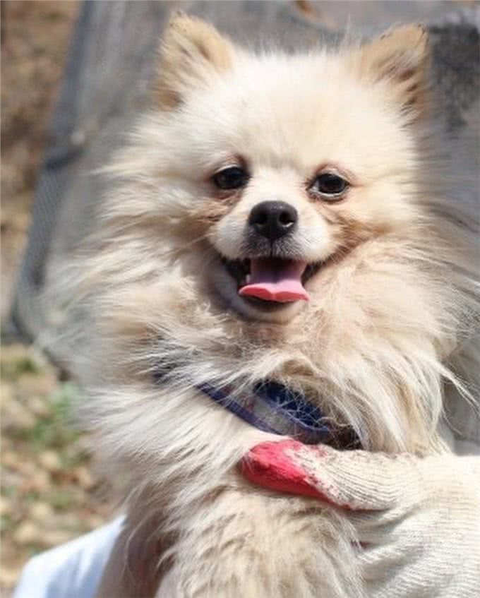 狗一生被关在狭小笼中,被救出第一次踩到地面,狗开心极了