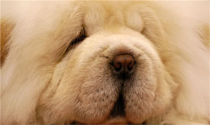 松狮犬应该怎么养