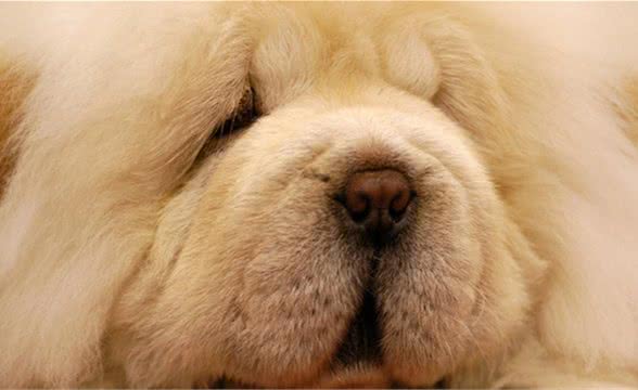 松狮犬应该怎么养