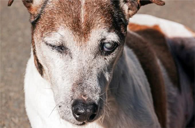老年犬肝功能退化，或影响1500种机能!狗狗肝功能退化有什么症状