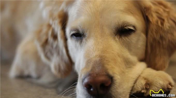 老年犬肝功能退化，或影响1500种机能!狗狗肝功能退化有什么症状