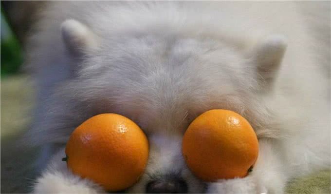 狗喜欢什么样的生活环境?