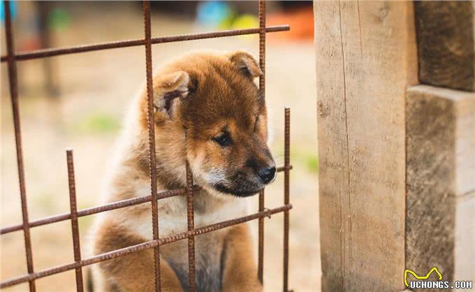 养狗的4个好处和6个坏处，看完你还想养狗吗?