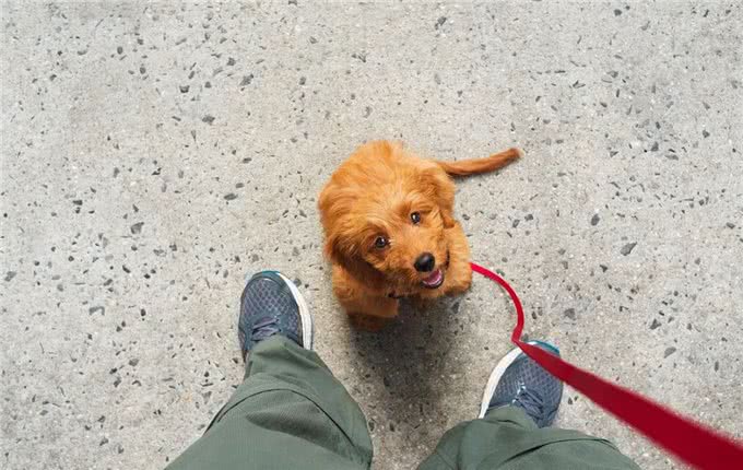 养狗的4个好处和6个坏处，看完你还想养狗吗?