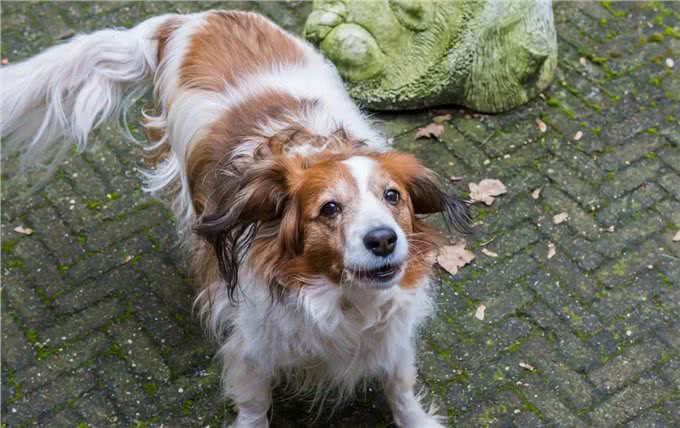 养狗的4个好处和6个坏处，看完你还想养狗吗?