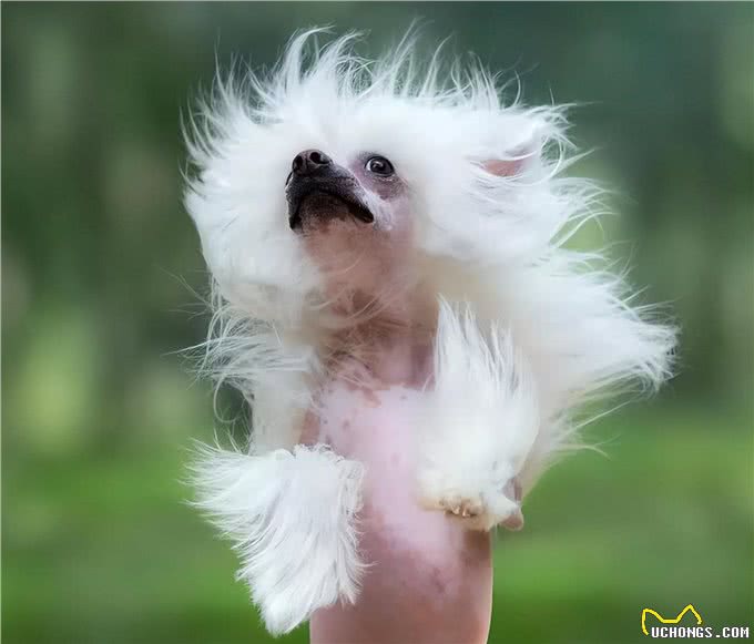 养狗的4个好处和6个坏处，看完你还想养狗吗?